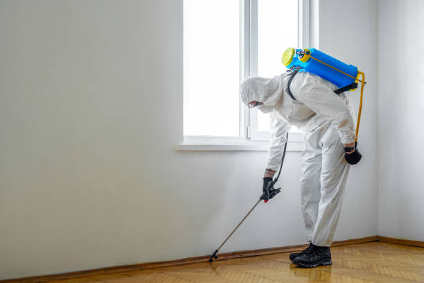 Best Wasp Removal Services  in Medina, TX