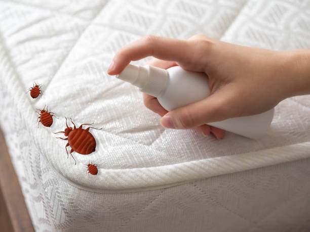 Best Emergency Pest Control  in Medina, TX