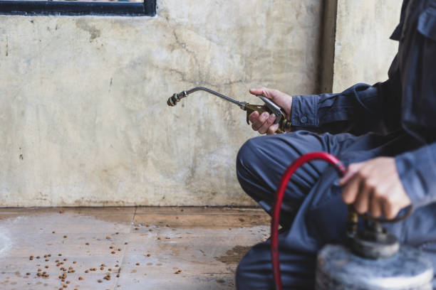 Trusted Medina, TX Pest Control Experts
